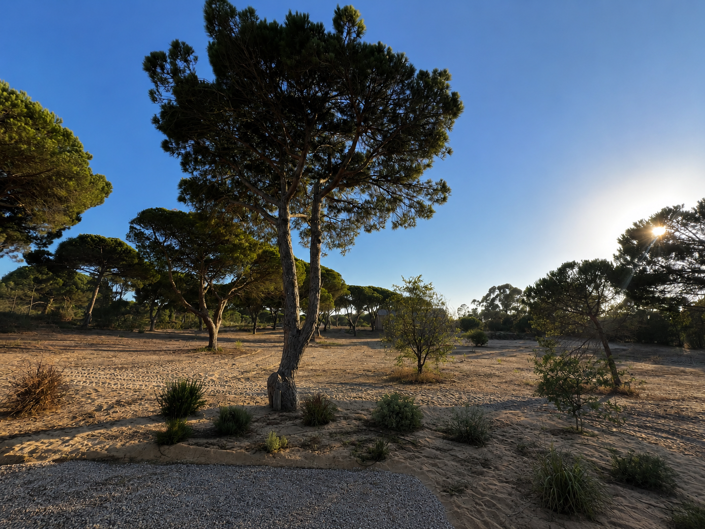 Stone pines and sandy landscape surrounding José Carvalho’s studio in Aldeia do Meco, Sesimbra